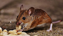 24 Hour & Emergency Exterminators in Fawnskin, CA